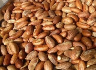 Discover out the potential curative traits of the bitter kola bitter kola